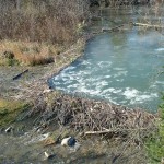 A beaver dam