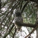 Perched Barred Owl