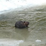 A Beaver in the West Duffins Creek