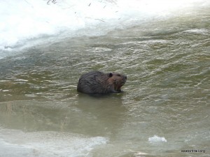 A Beaver in the West Duffins Creek