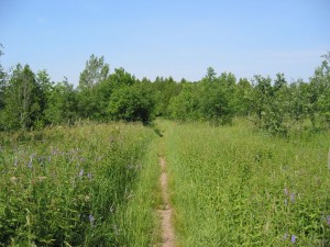 Seaton Trail passing through a field