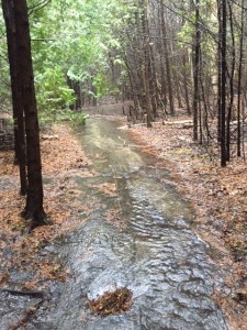 Forestream and hydro line trail flooding 1