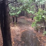 Forestream and hydro line trail flooding 2