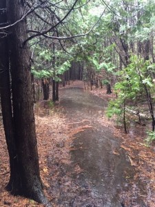 Forestream and hydro line trail flooding 2